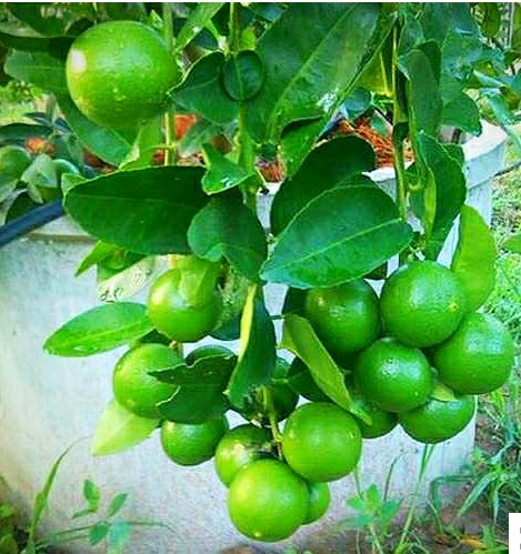 Kagdi Lemon Plant